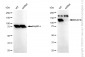 KD-Validated Anti-BUB1B Rabbit Polyclonal Antibody
